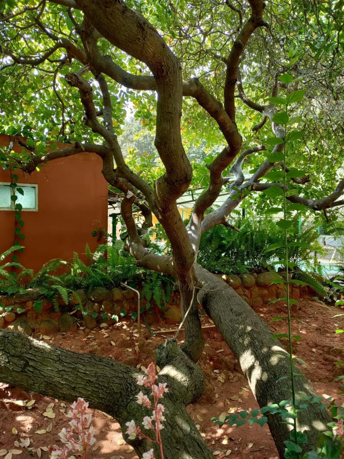 Inn Pondiville Forest Retreat ポンディシェリ エクステリア 写真